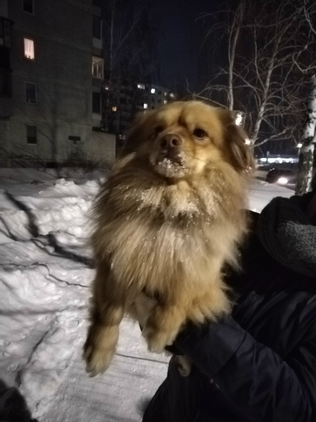 Найдена собака в Ульяновске — фото объявления