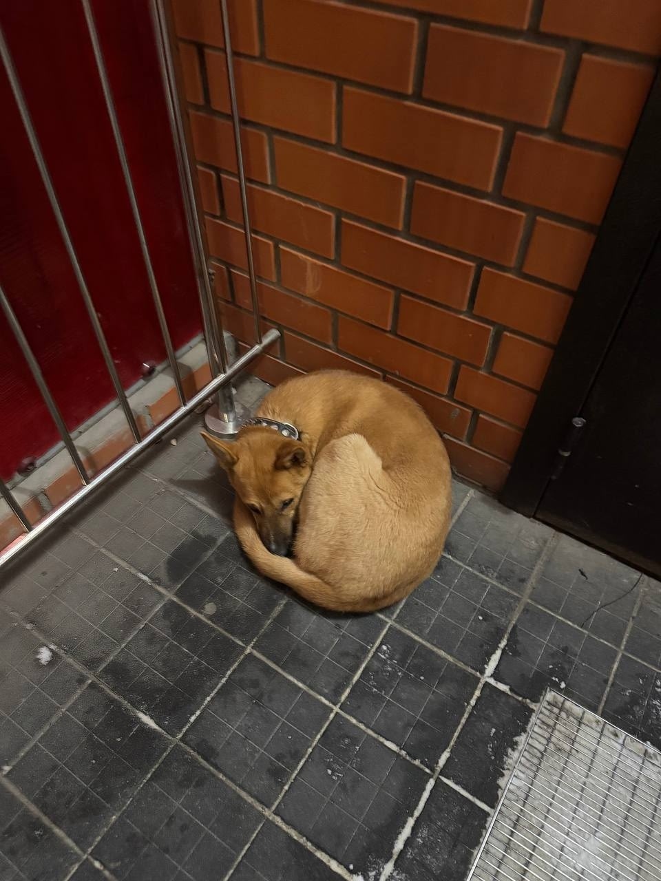 Найдена собака в Ульяновске — фото объявления