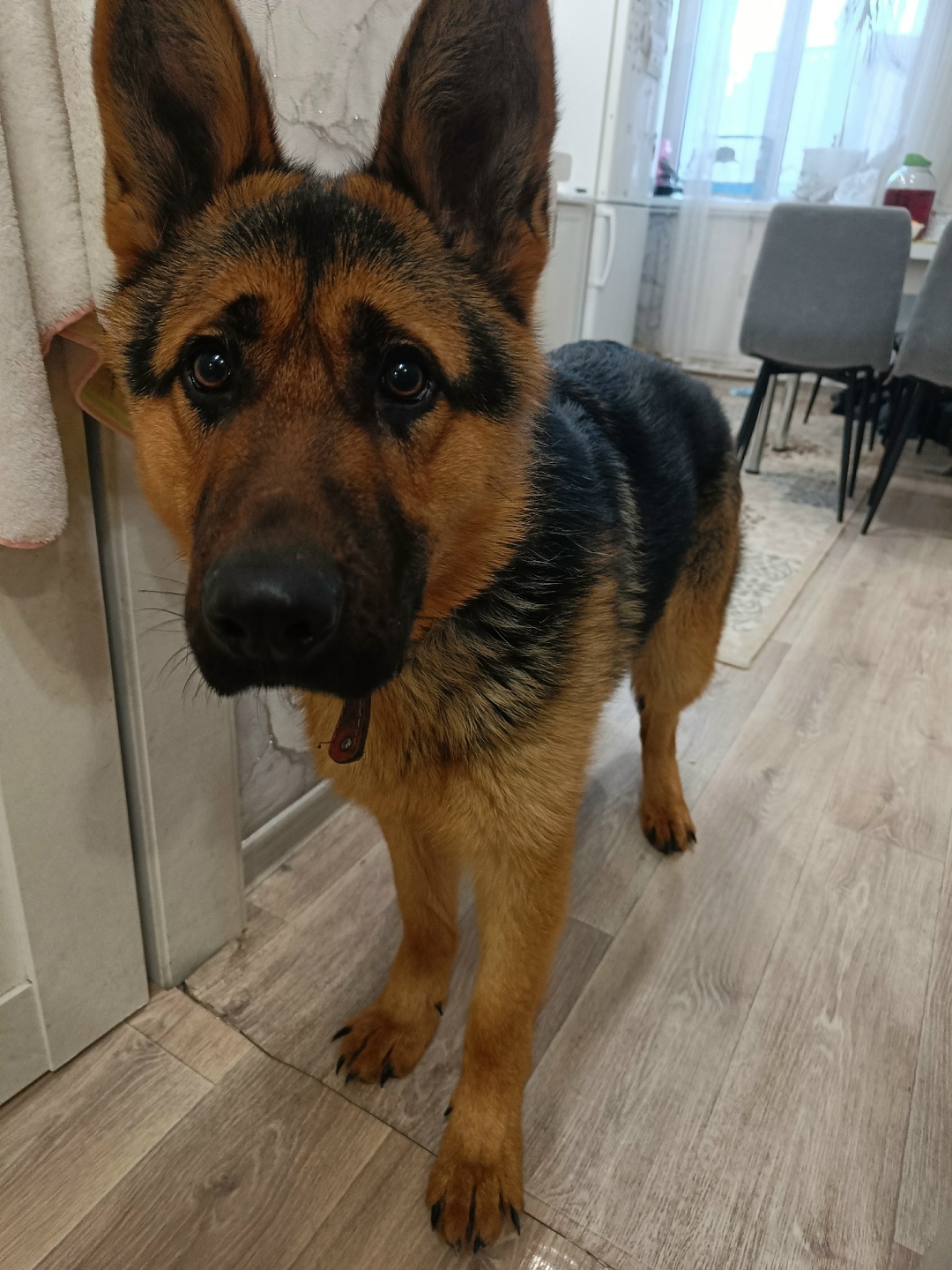 Найдена собака в Ульяновске — фото объявления