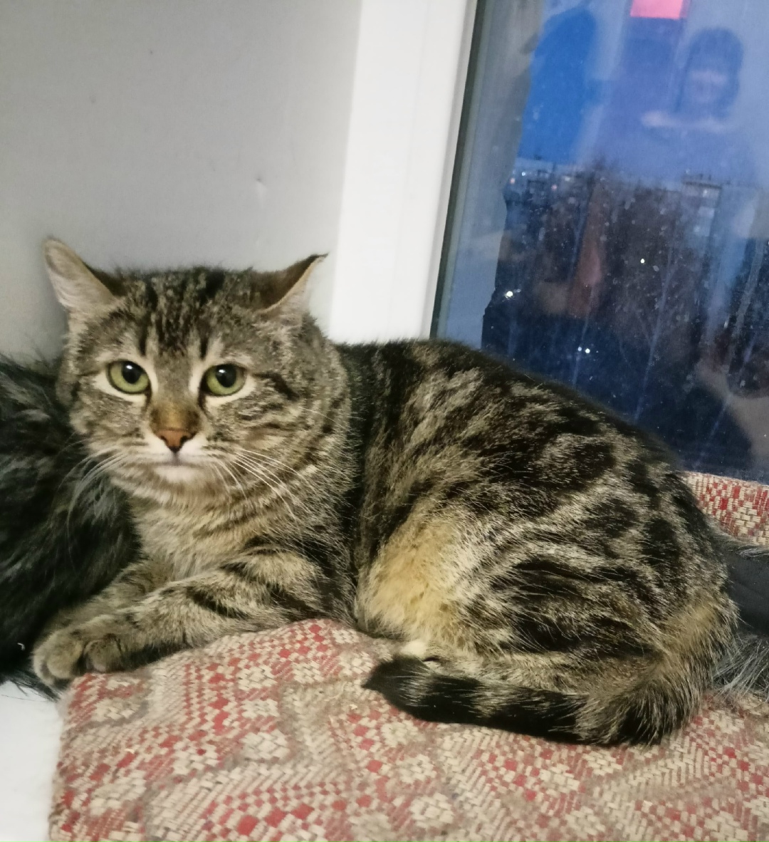 Пропала кошка в Ульяновске — фото объявления