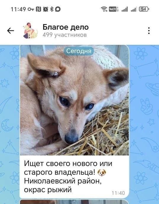 Найдена собака в Ульяновске — фото объявления