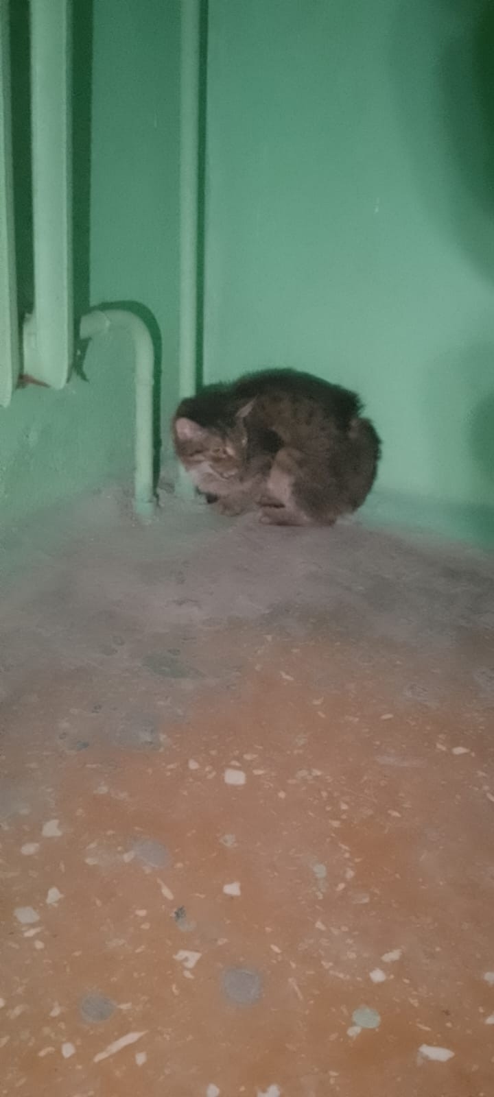 Найдена собака в Ульяновске — фото объявления