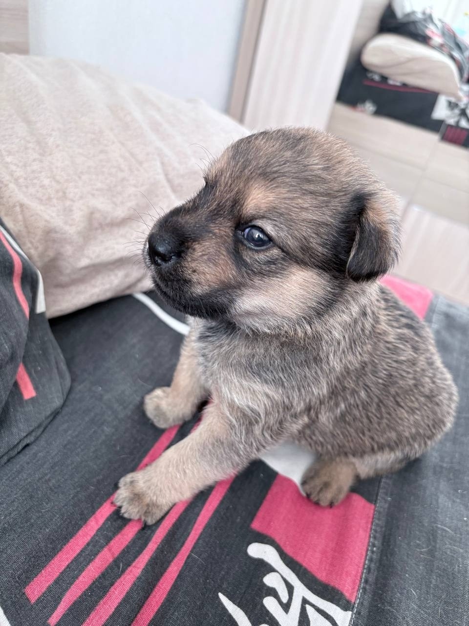 Найдена собака в Ульяновске — фото объявления