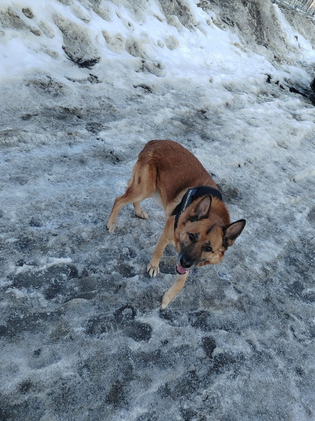 Найдена собака в Ульяновске — фото объявления