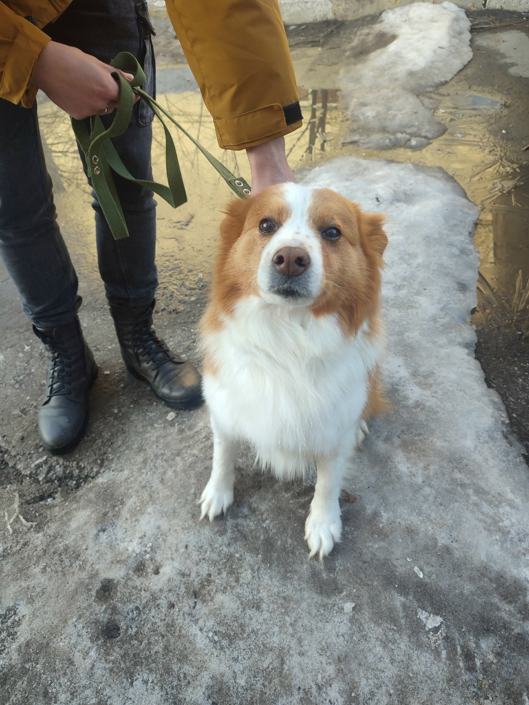 Найдена собака в Ульяновске — фото объявления
