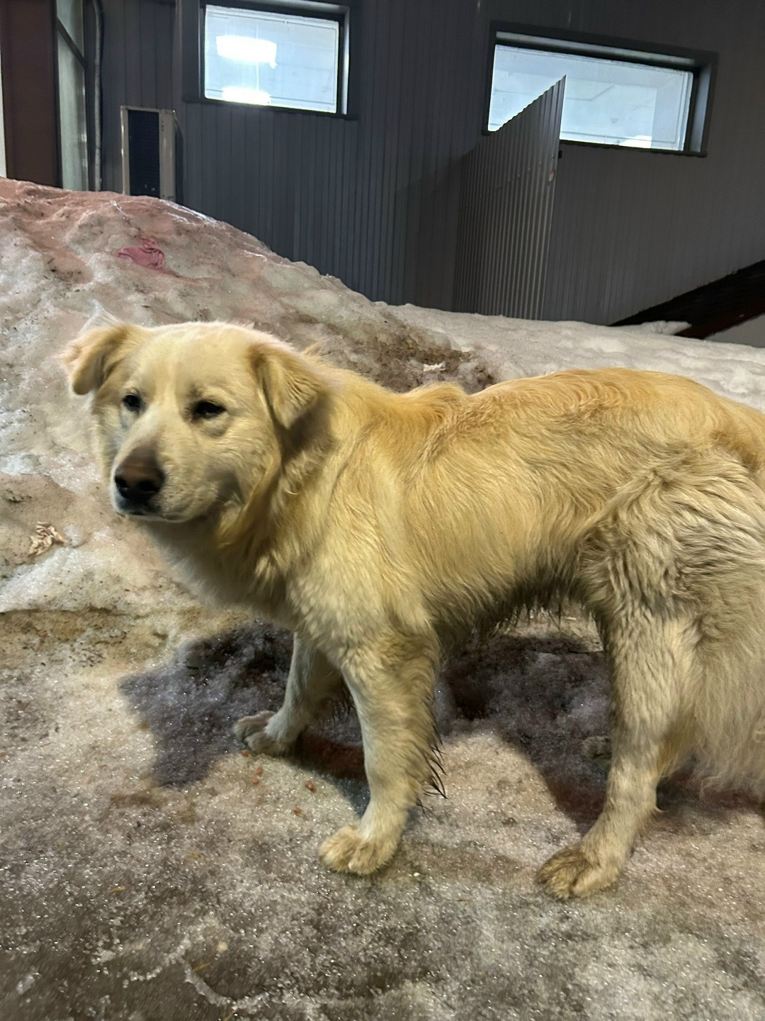 Найдена собака в Ульяновске — фото объявления