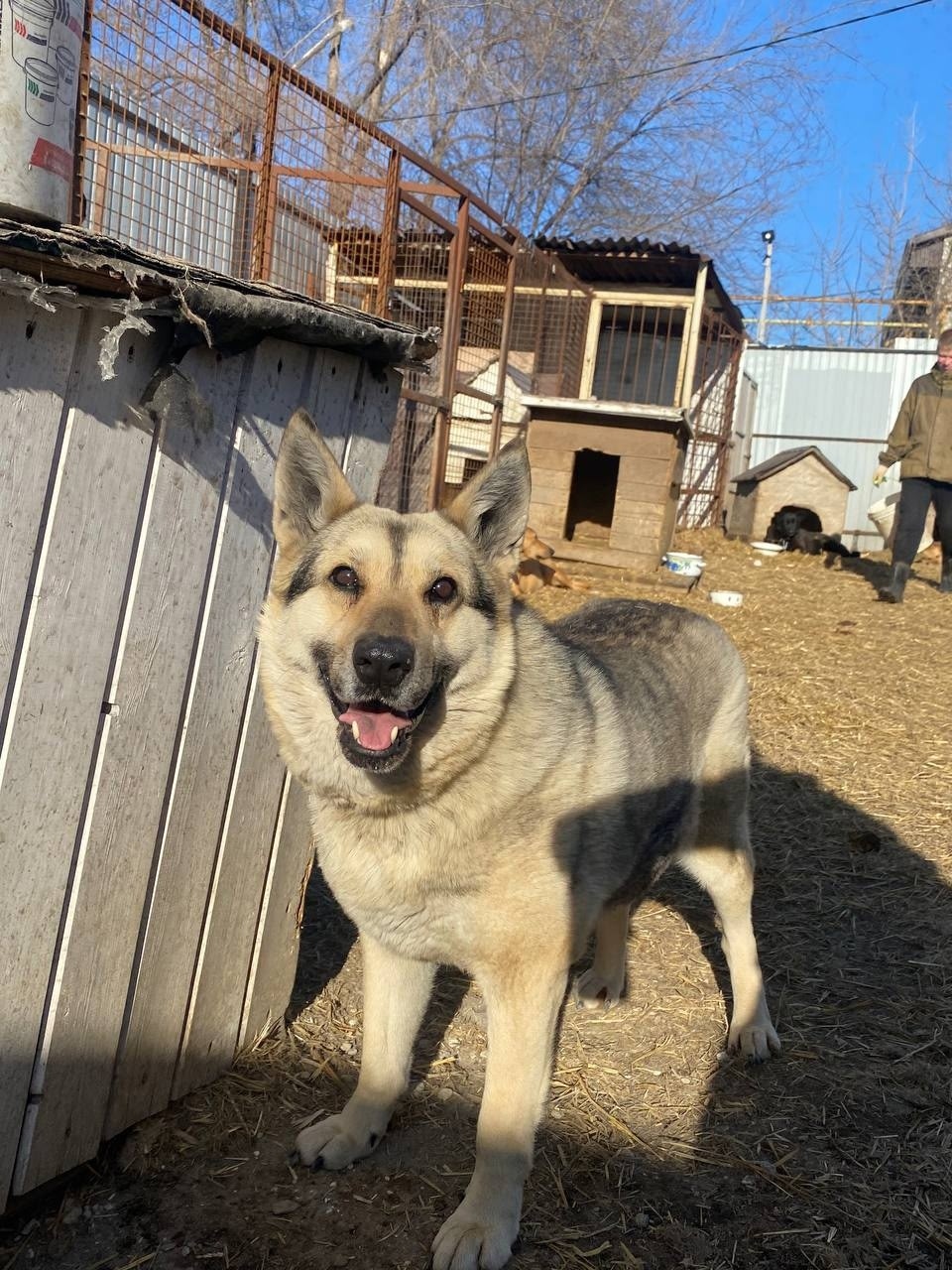 Найдена собака в Ульяновске — фото объявления