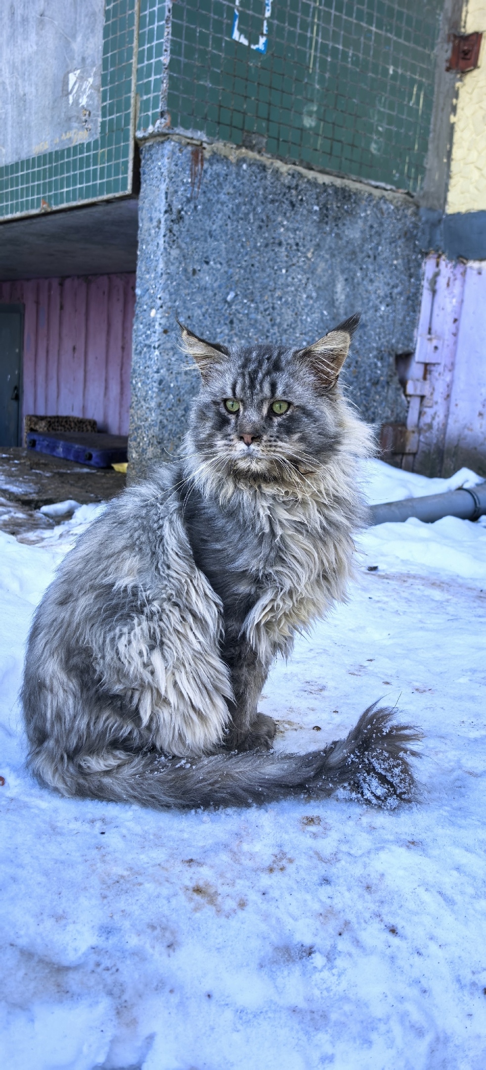 Найдена кошка в Ульяновске — фото объявления