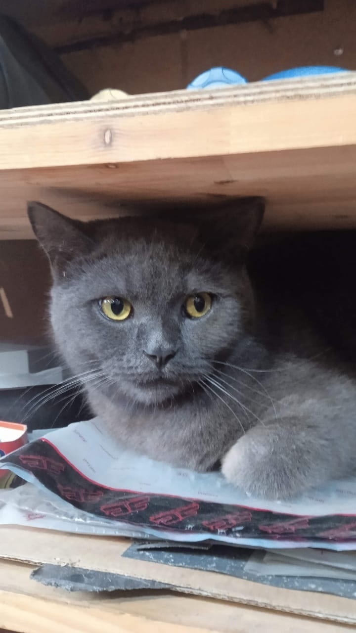 Пропала кошка в Ульяновске — фото объявления