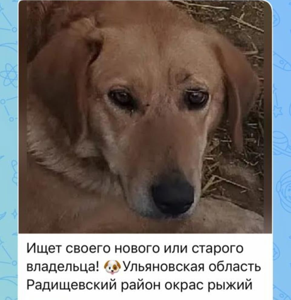 Найдена собака в Ульяновске — фото объявления
