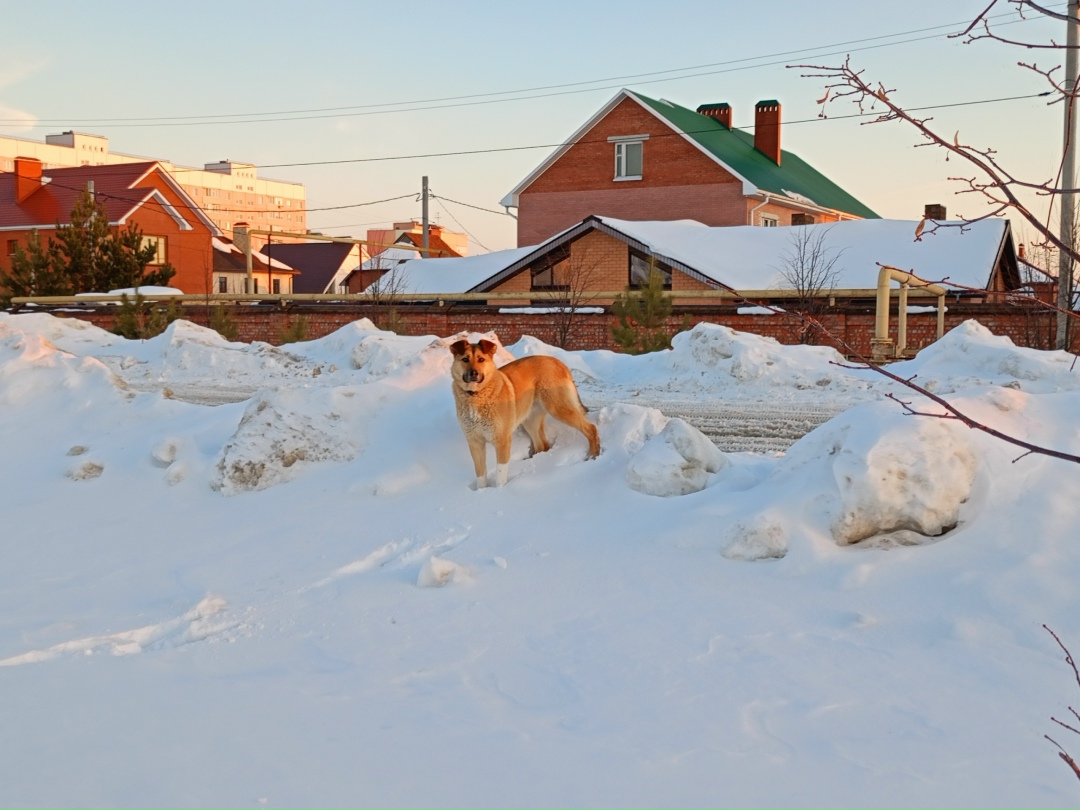 Найдена собака в Ульяновске — фото объявления