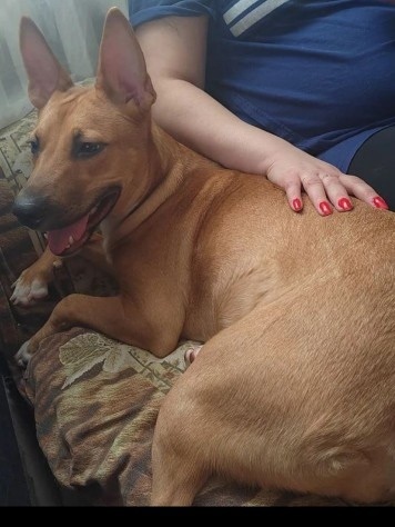 Найдена собака в Ульяновске — фото объявления