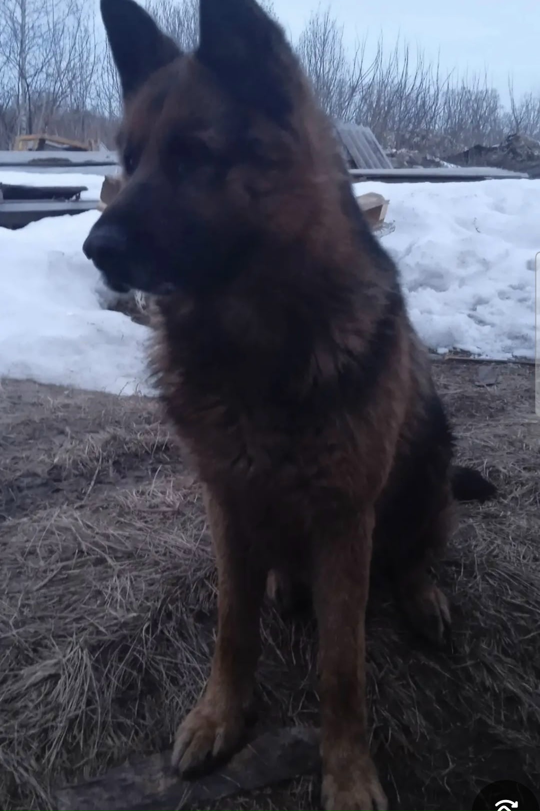 Найдена собака в Ульяновске — фото объявления