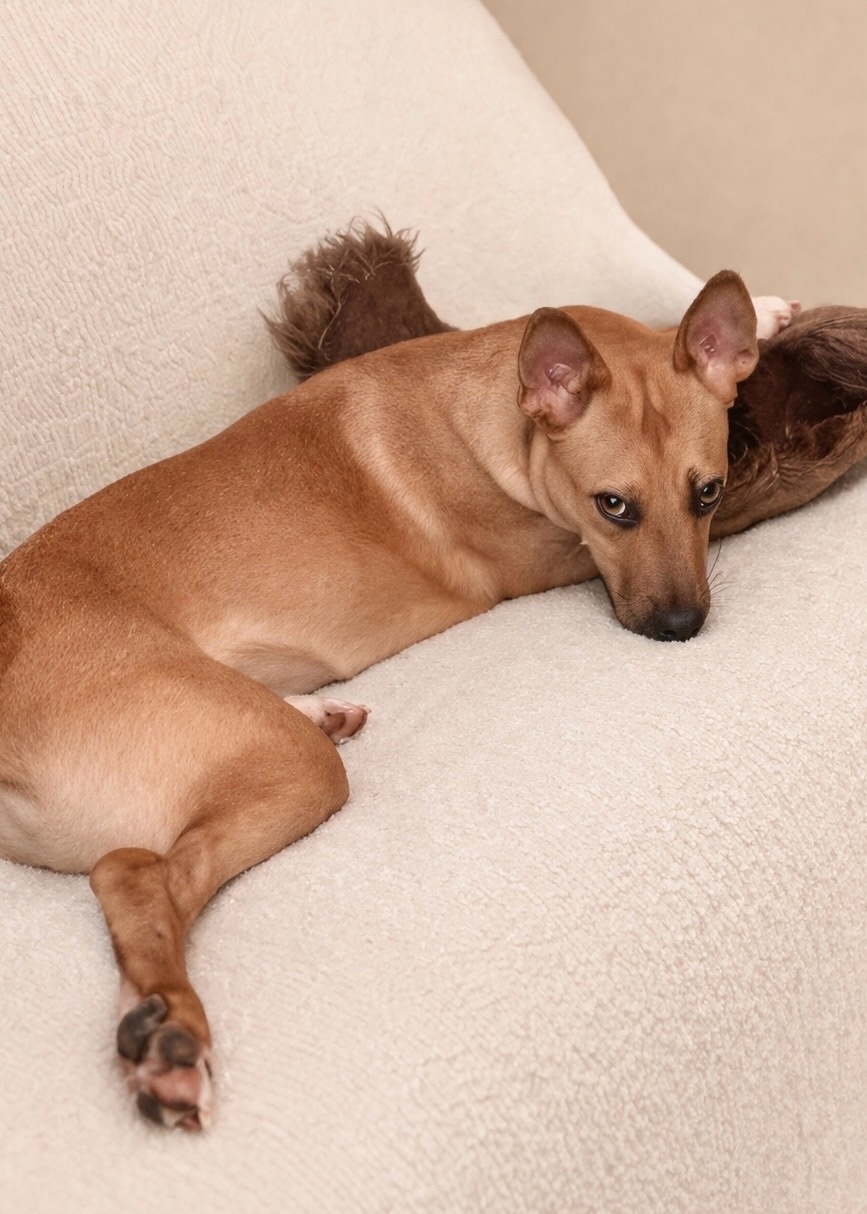 Найдена собака в Ульяновске — фото объявления