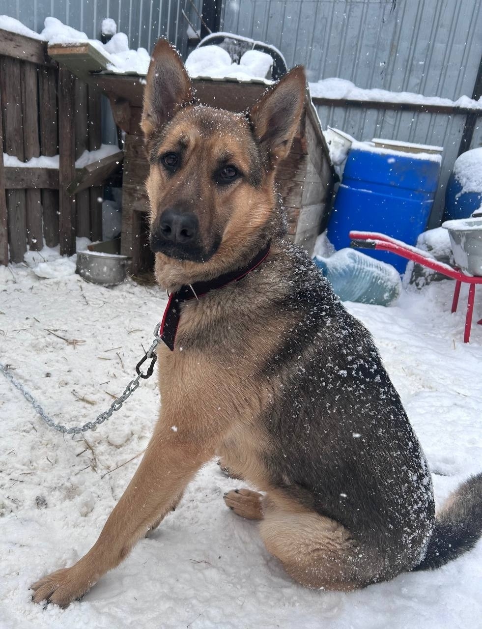 Найдена собака в Ульяновске — фото объявления