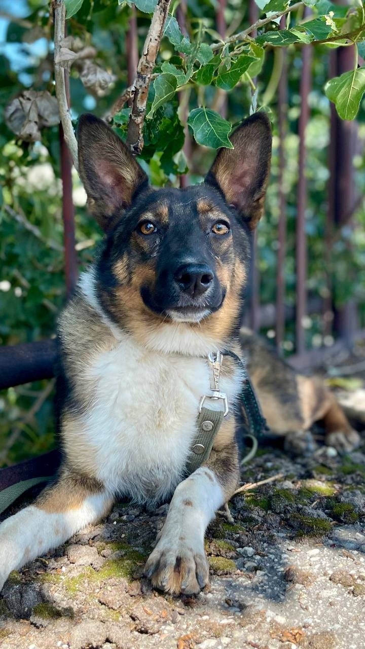 Найдена собака в Ульяновске — фото объявления