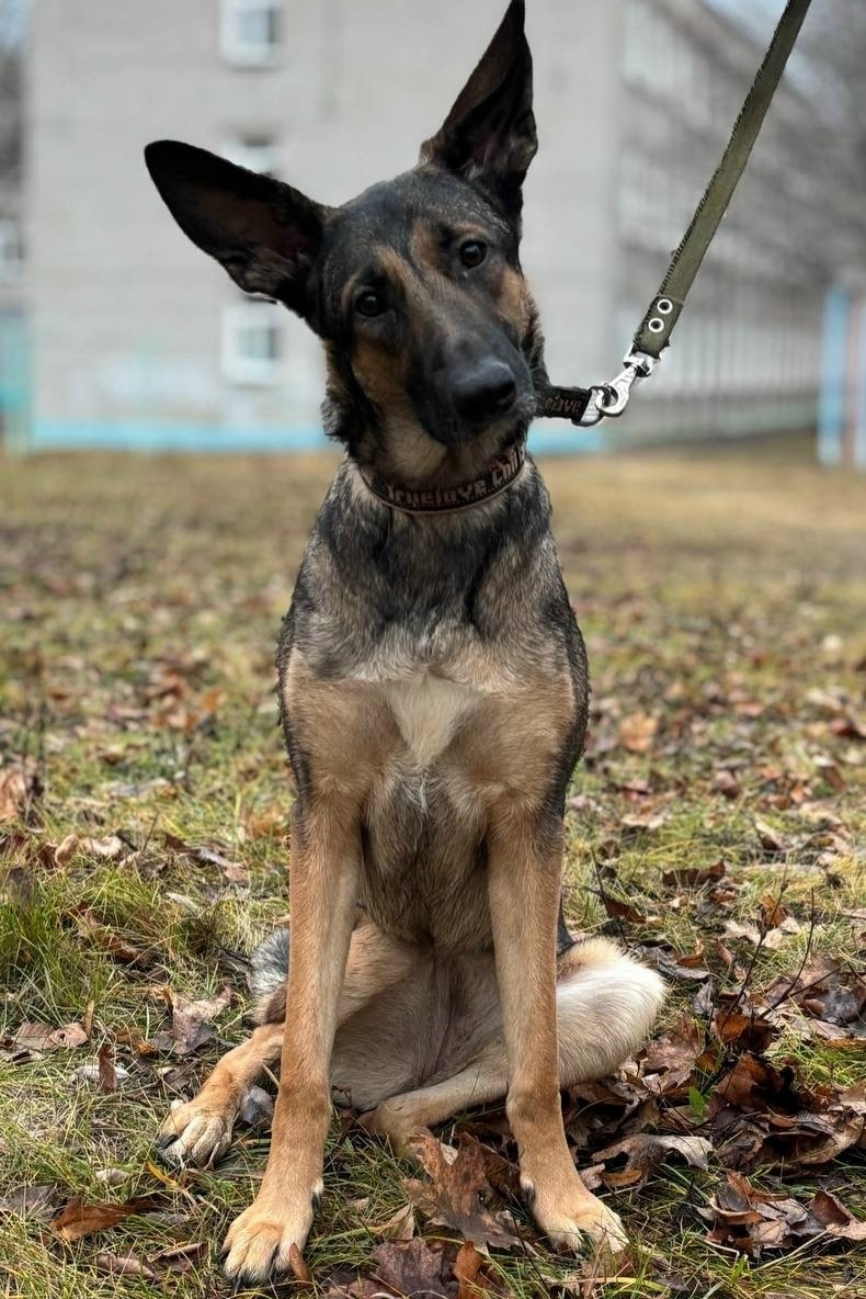 Найдена собака в Ульяновске — фото объявления