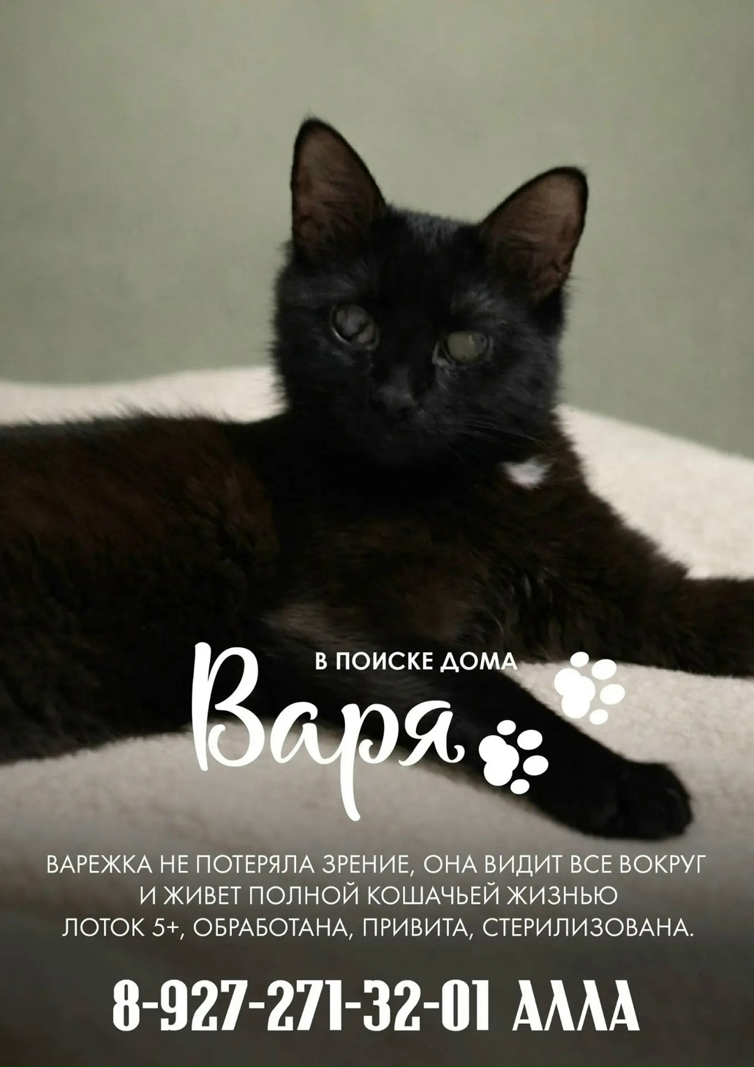 Пропала кошка в Ульяновске — фото объявления