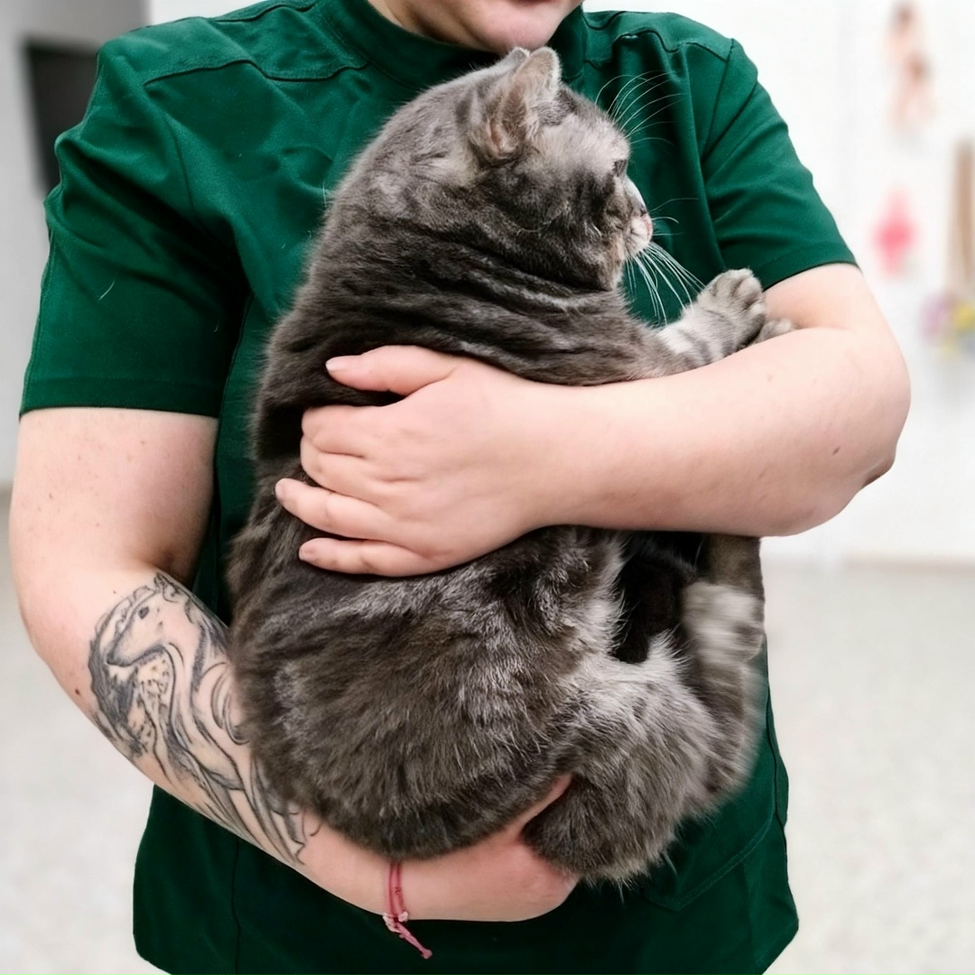 Найдена кошка в Ульяновске — фото объявления