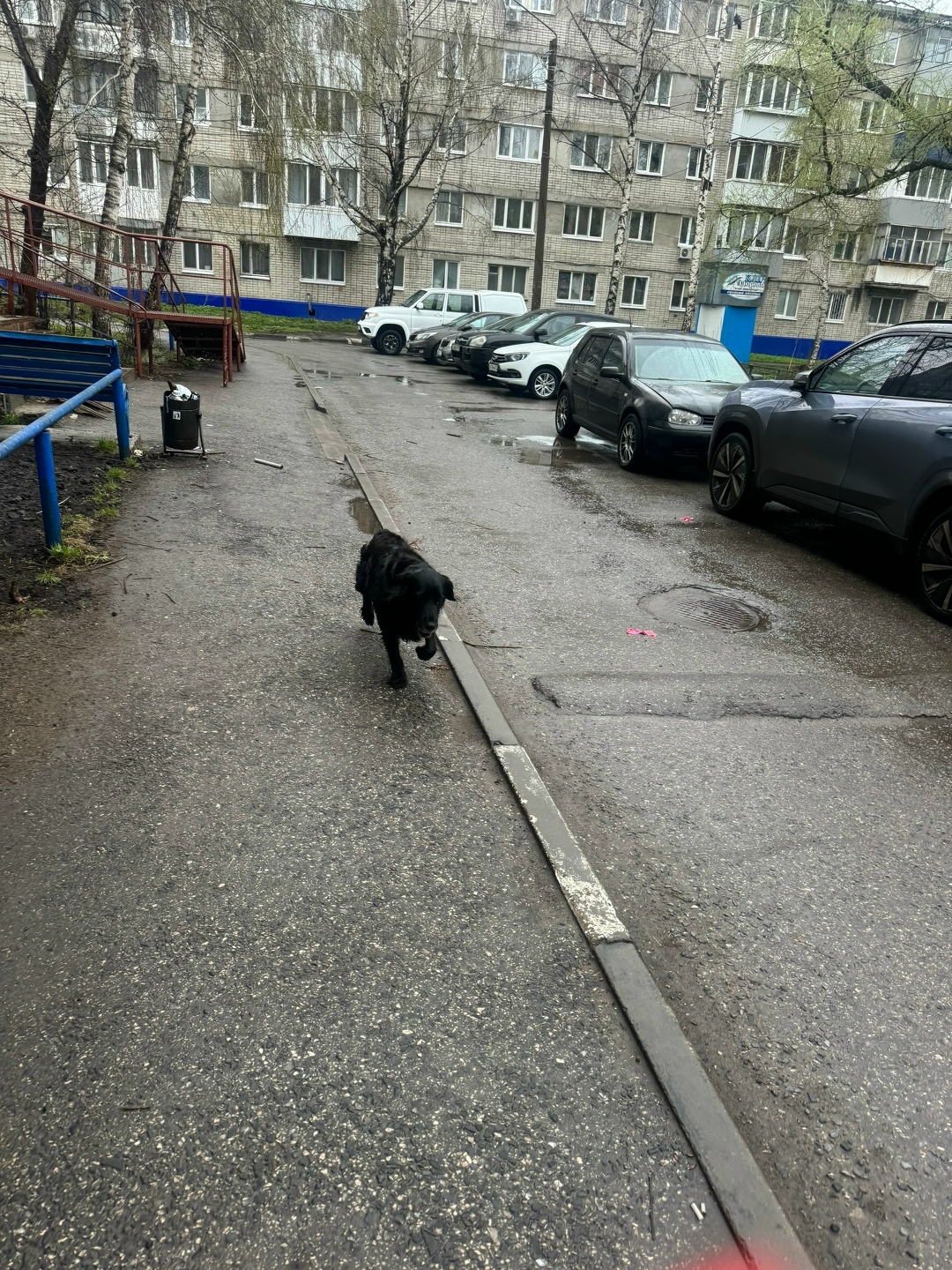 Найдена собака в Ульяновске — фото объявления