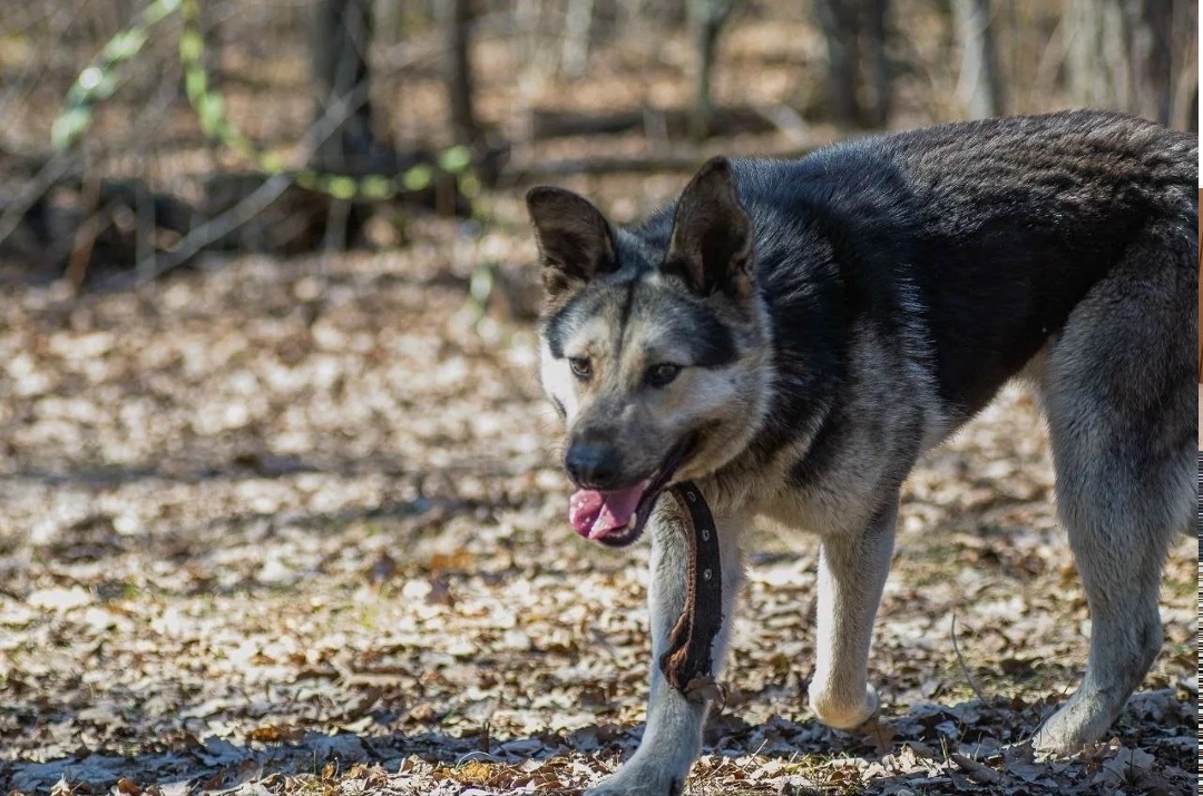 Найдена собака в Ульяновске — фото объявления