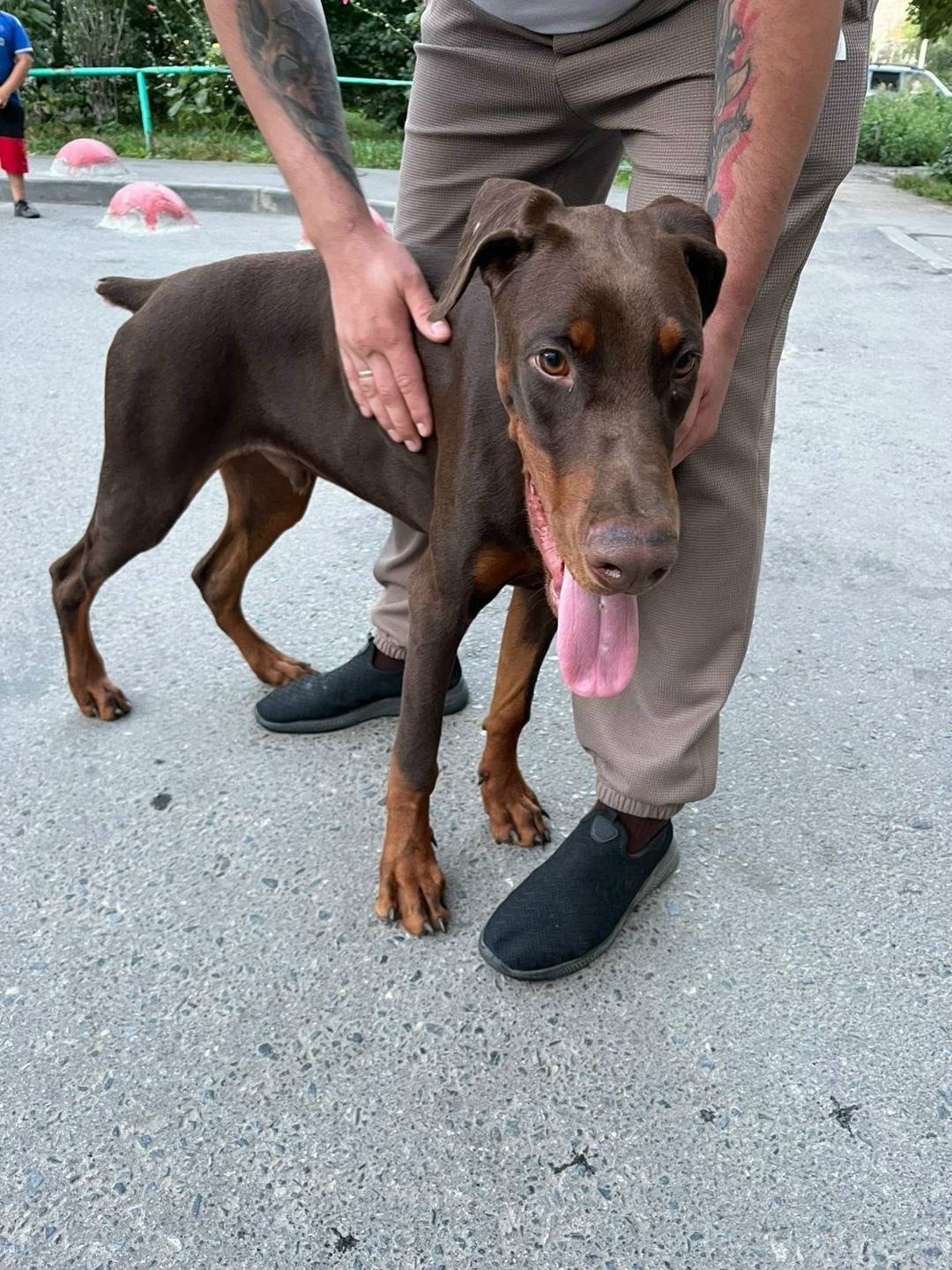 Найдена собака в Ульяновске — фото объявления