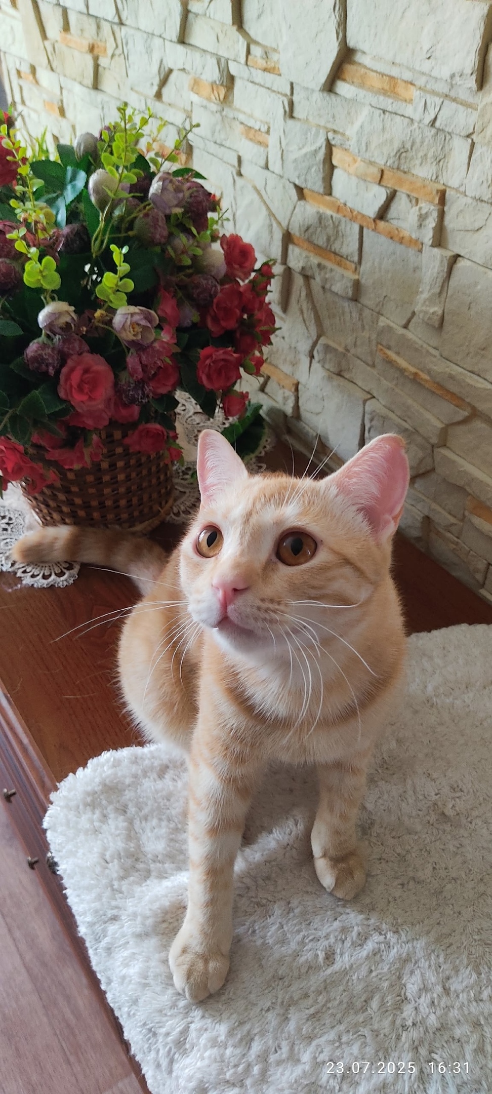 Пропала собака в Ульяновске — фото объявления