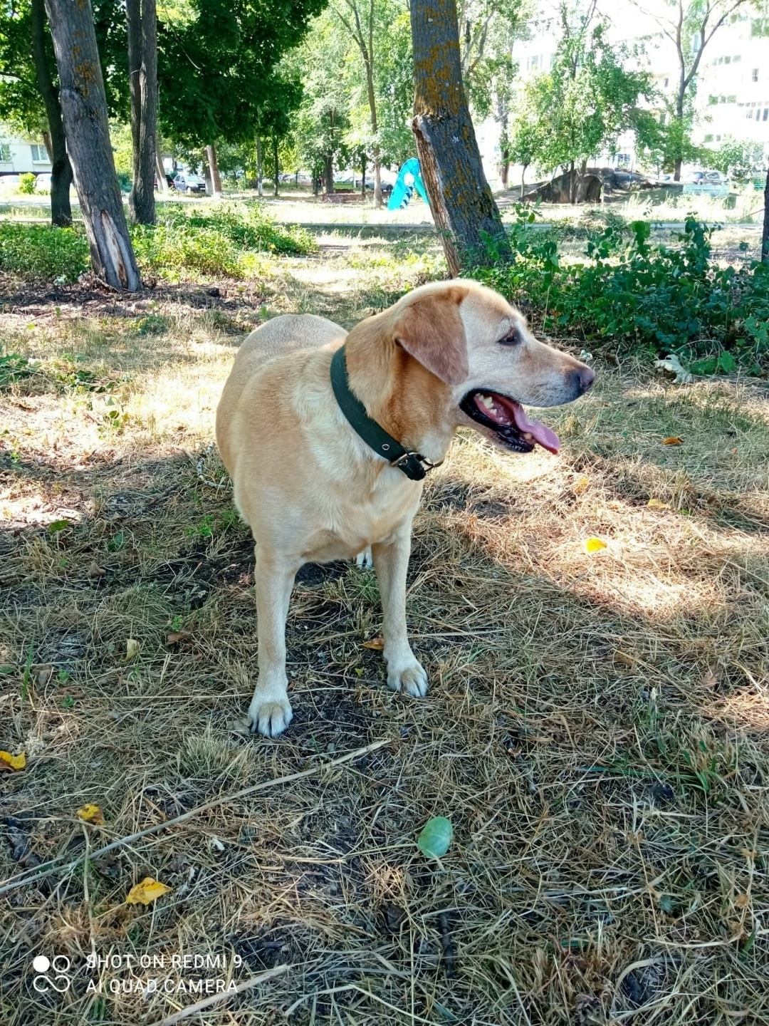 Найдена собака в Ульяновске — фото объявления