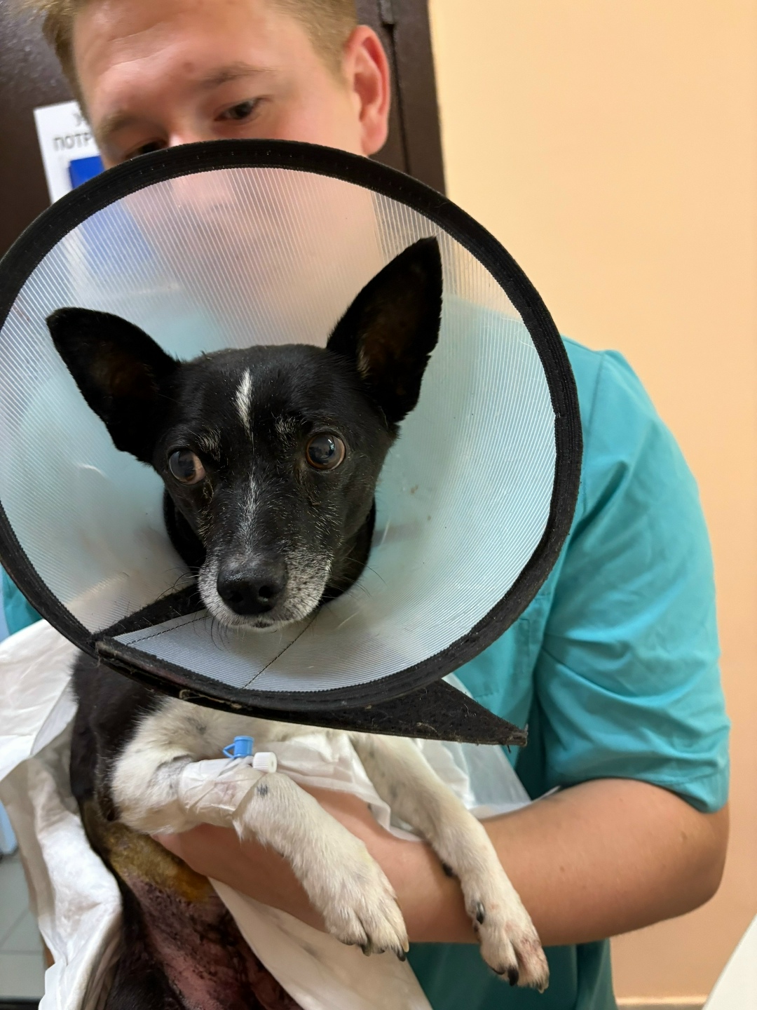 Пропала собака в Ульяновске — фото объявления