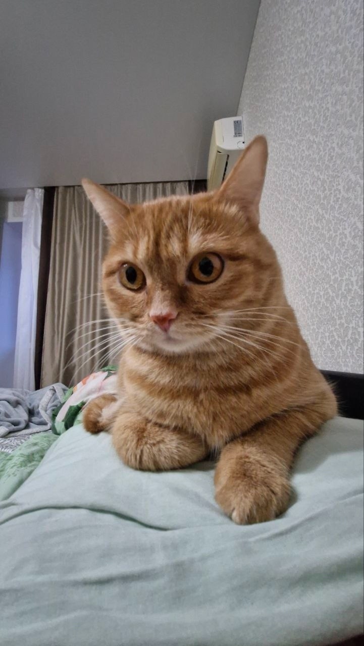 Пропала кошка в Ульяновске — фото объявления