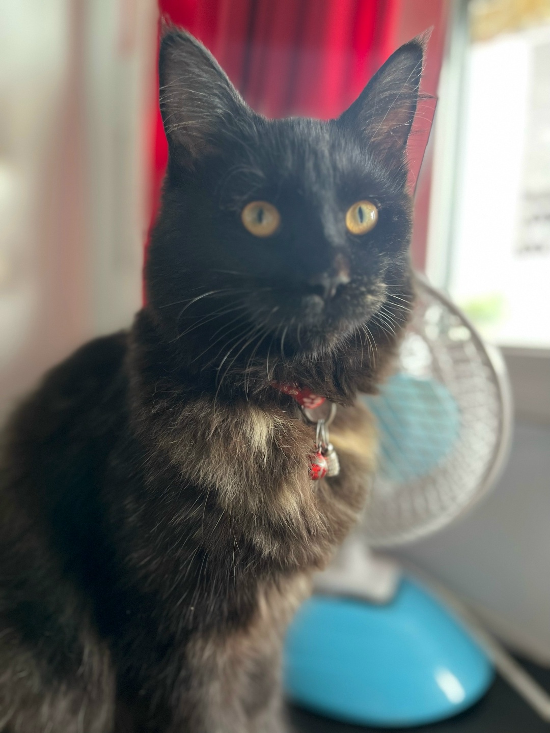 Пропала кошка в Ульяновске — фото объявления