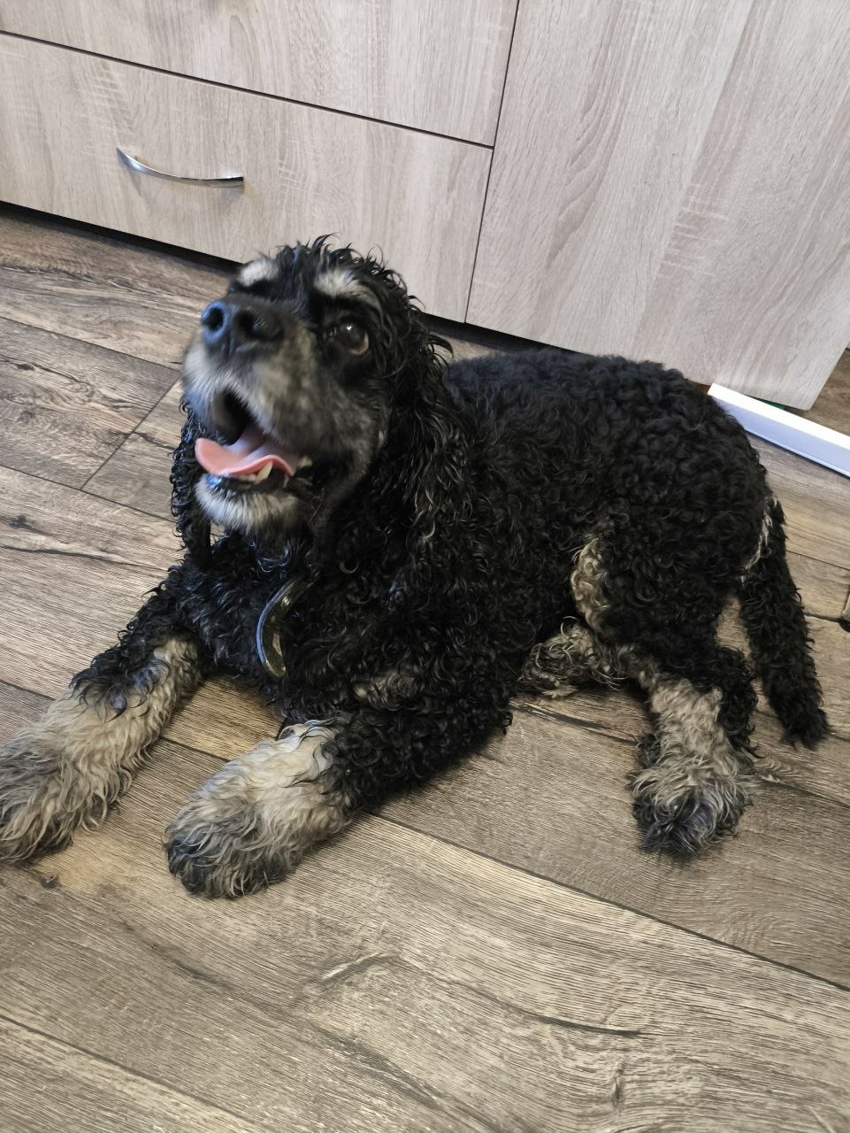 Найдена собака в Ульяновске — фото объявления