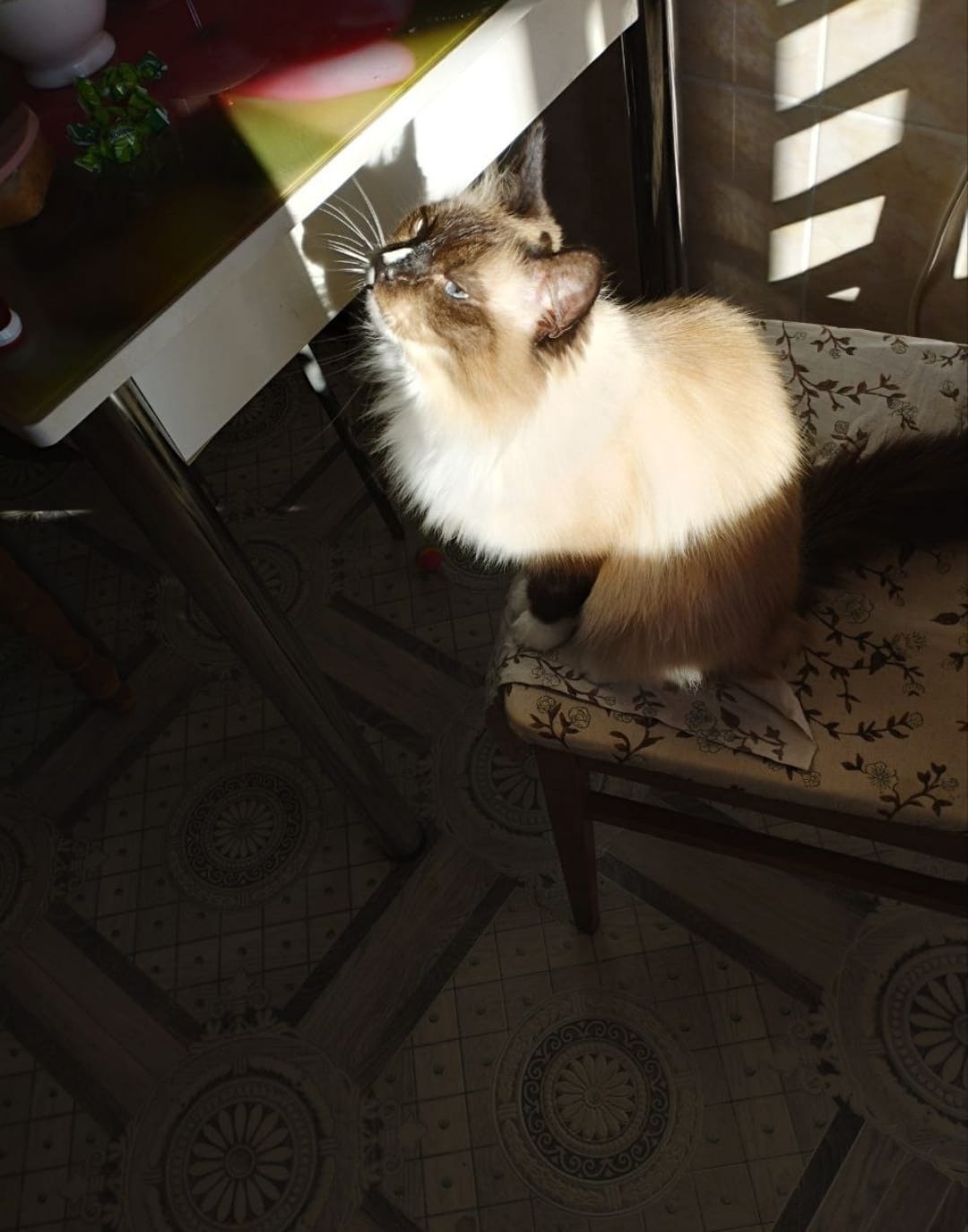 Пропала кошка в Ульяновске — фото объявления