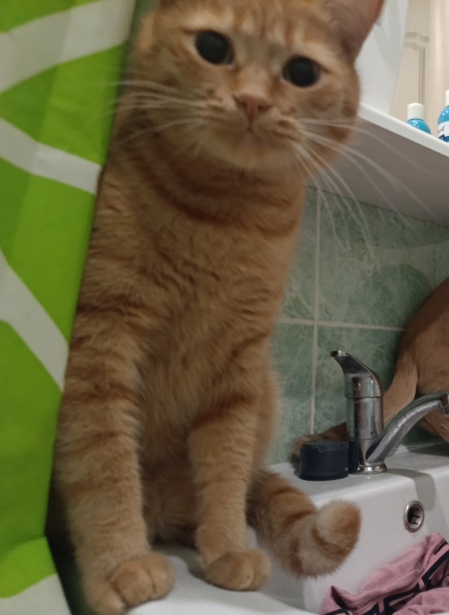 Пропала кошка в Ульяновске — фото объявления