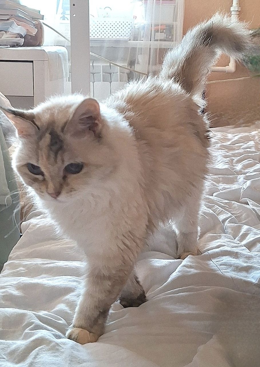 Пропала кошка в Ульяновске — фото объявления