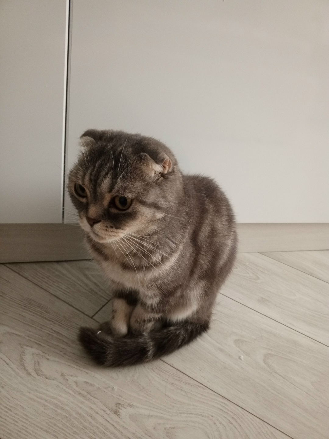 Найдена кошка в Ульяновске — фото объявления