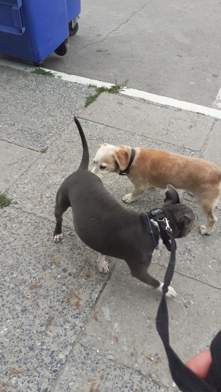 Пропала собака в Ульяновске — фото объявления