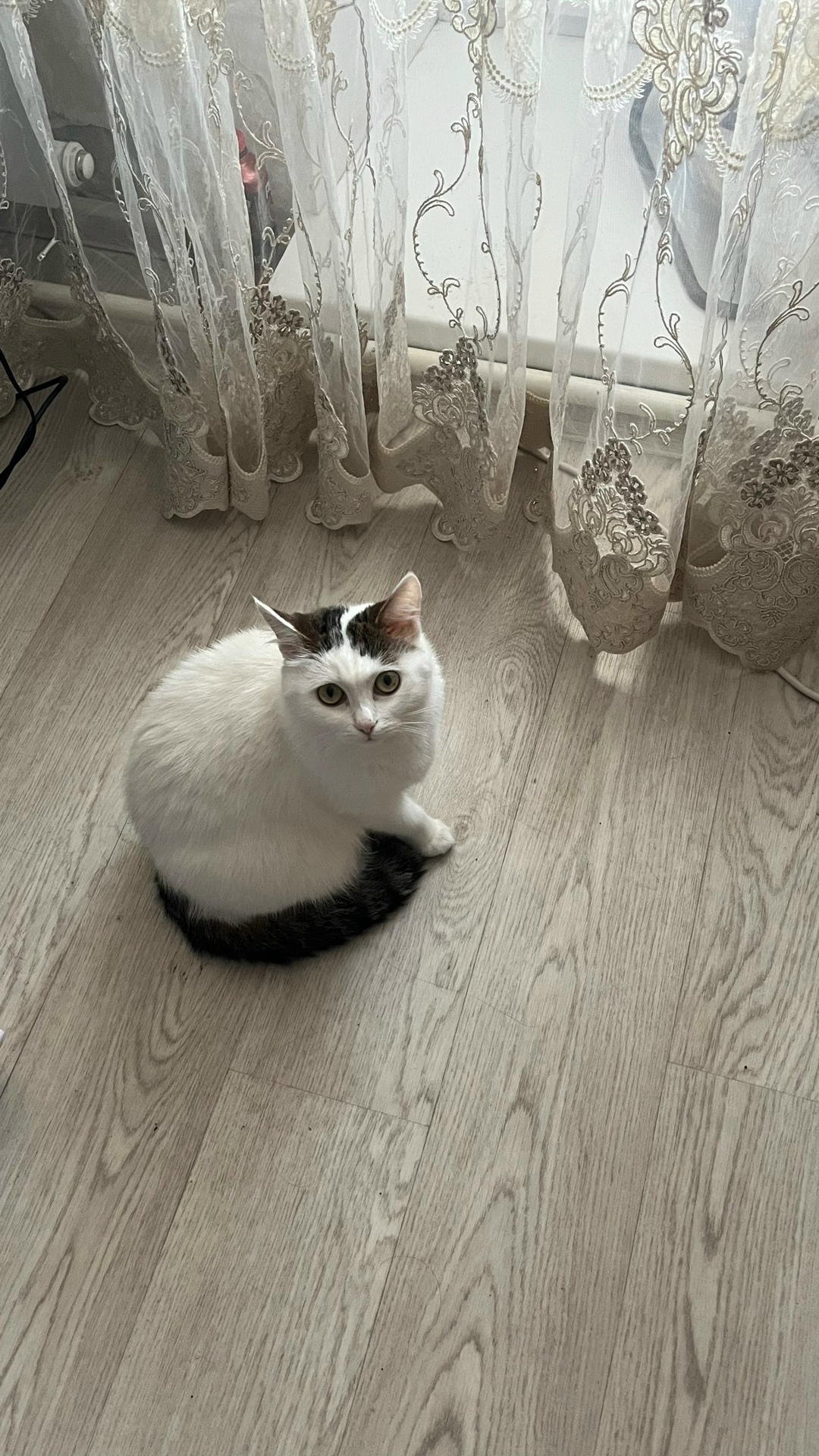 Пропала кошка в Ульяновске — фото объявления