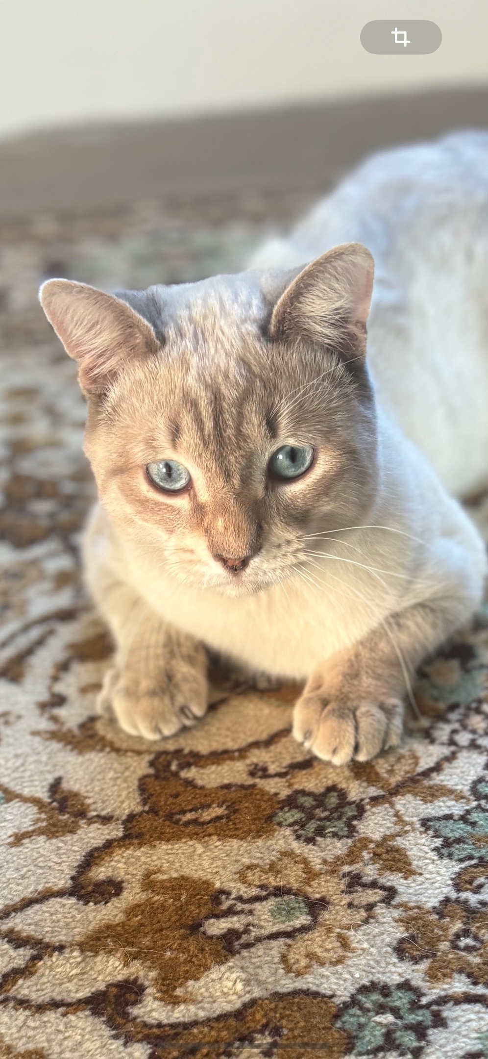 Пропала кошка в Ульяновске — фото объявления