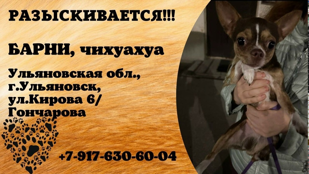 Пропала собака в Ульяновске — фото объявления