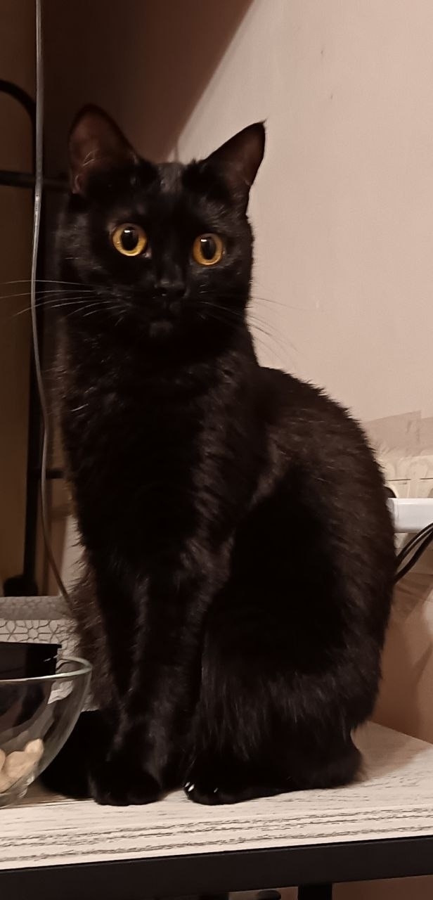 Пропала кошка в Ульяновске — фото объявления