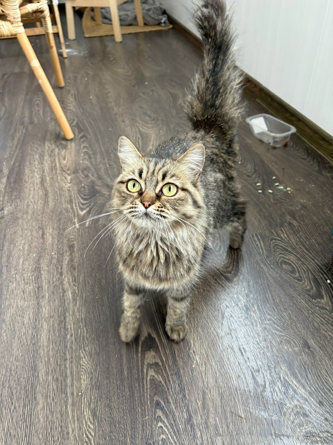 Найдена кошка в Ульяновске — фото объявления