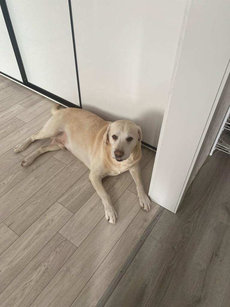 Пропала собака в Ульяновске — фото объявления