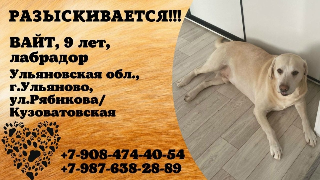 Пропала собака в Ульяновске — фото объявления