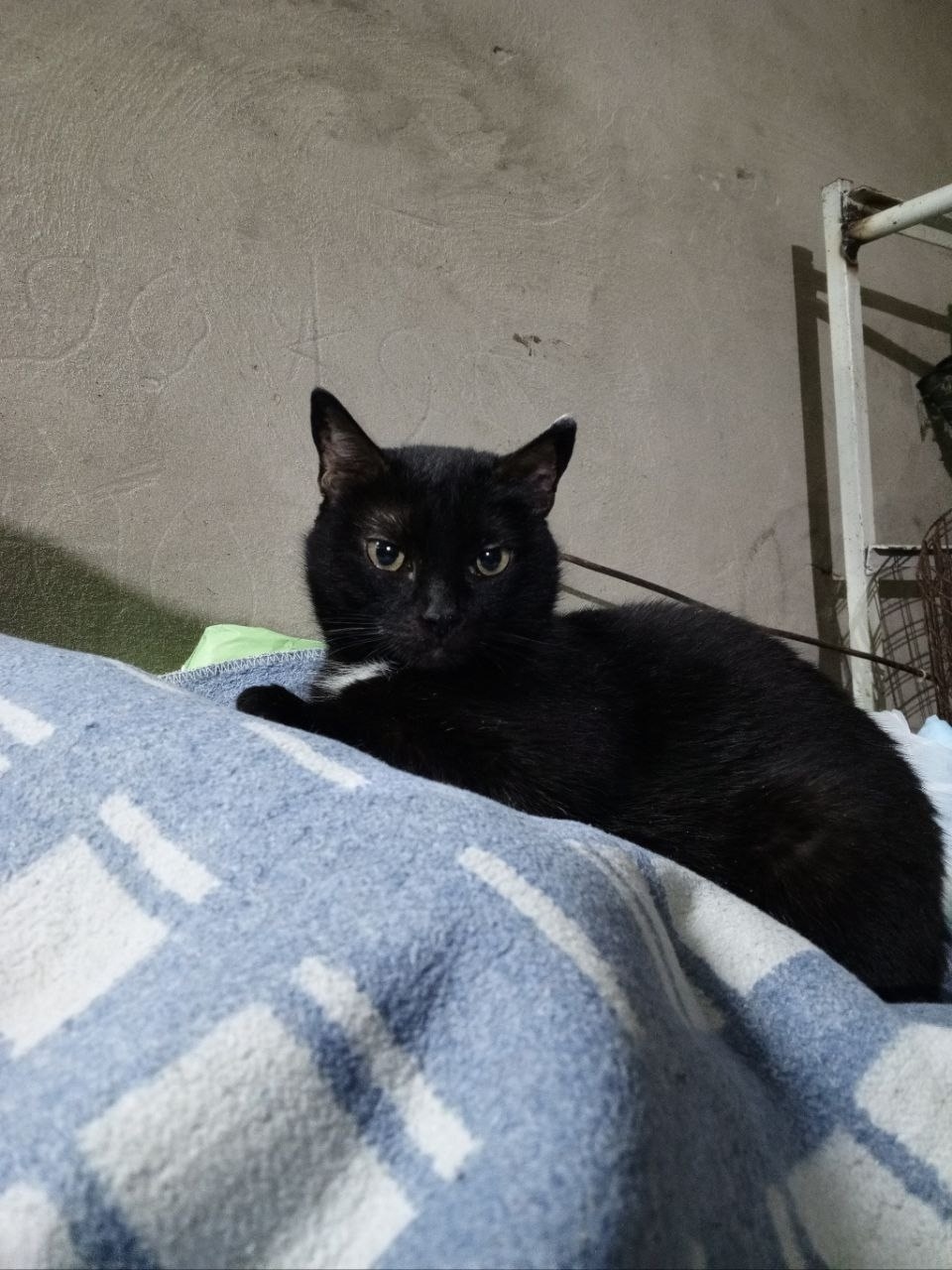 Пропала собака в Ульяновске — фото объявления