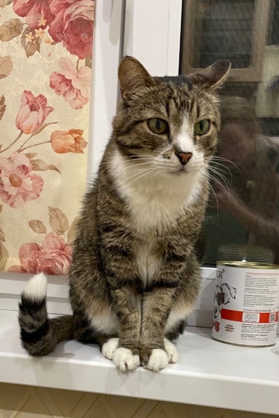 Пропала кошка в Иркутске — фото объявления