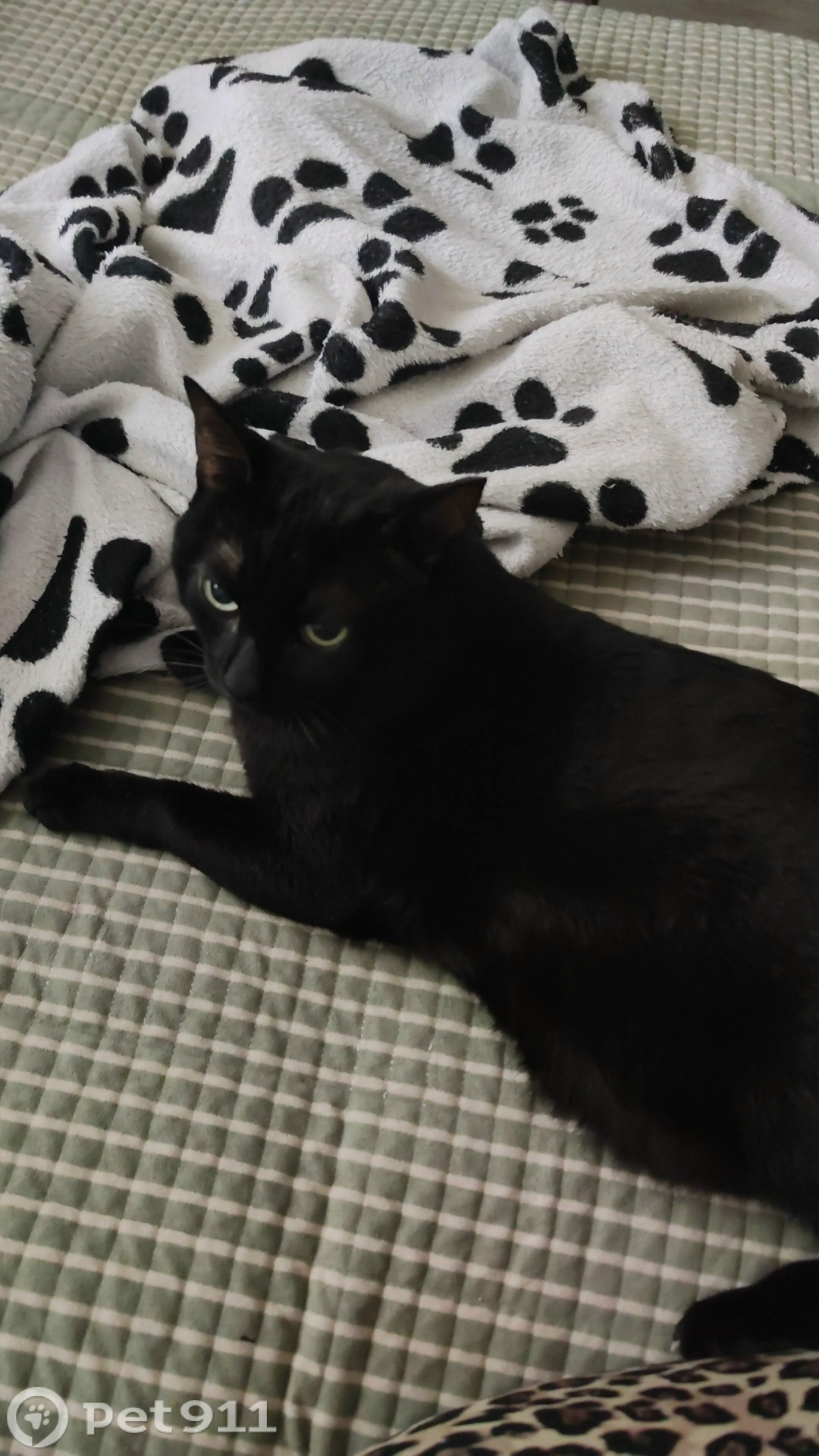 Пропала кошка в Иркутске — фото объявления