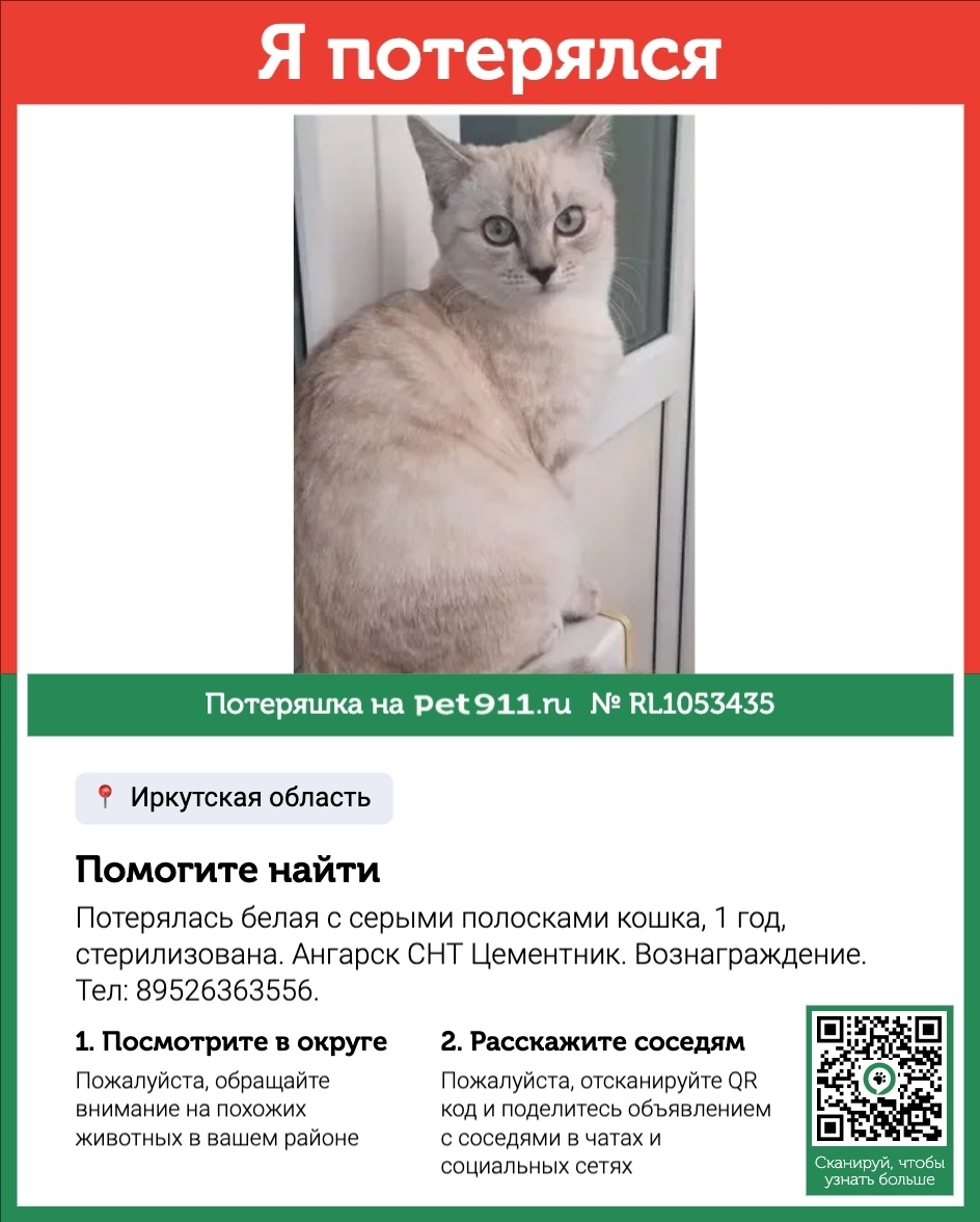 Пропала кошка в Иркутске — фото объявления