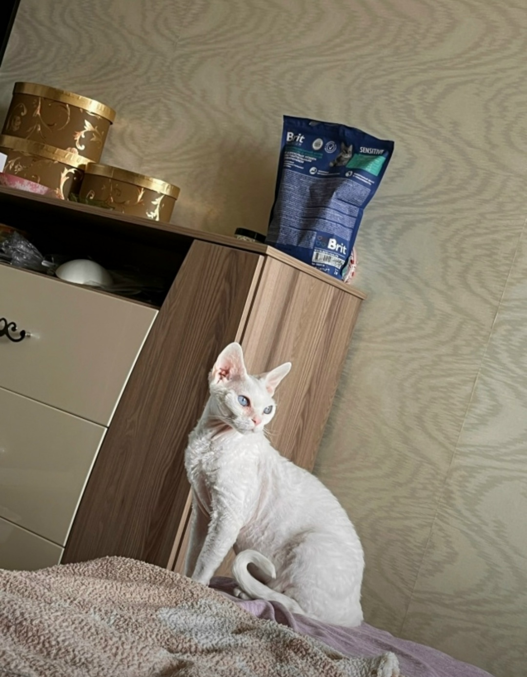 Пропала кошка в Иркутске — фото объявления