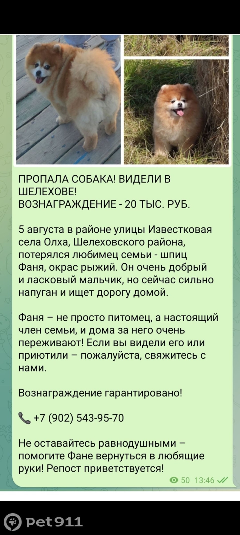 Пропала собака в Иркутске — фото объявления